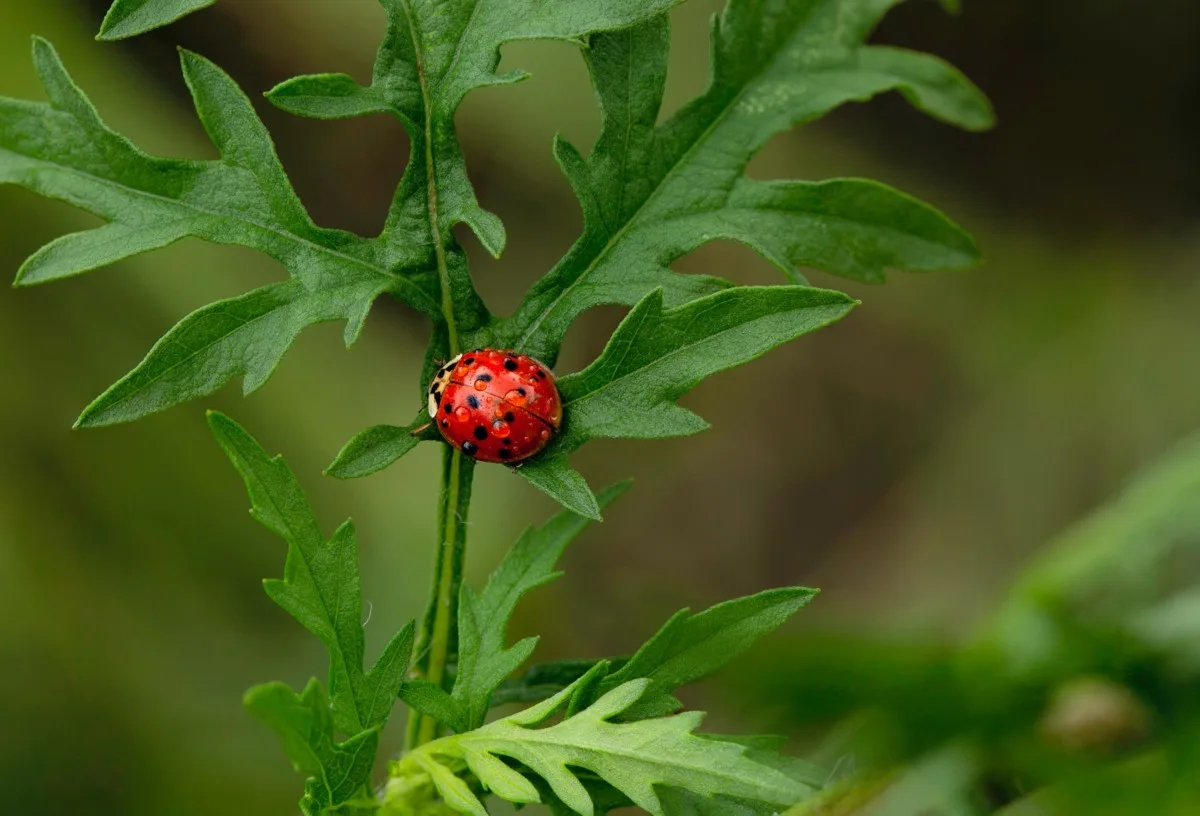 Ladybug covered in dew on a plant leaf.