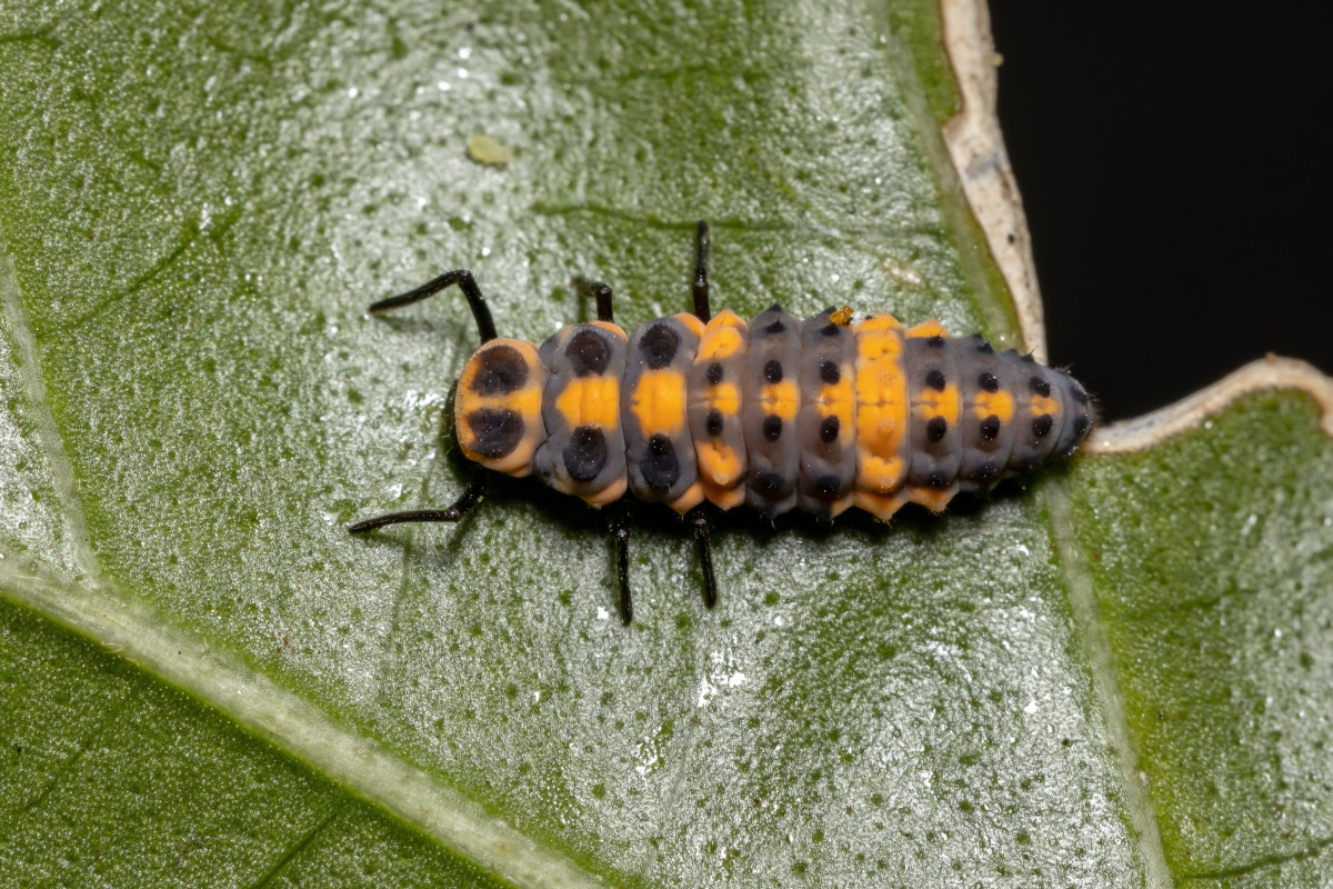 Ladybug larva on leaf