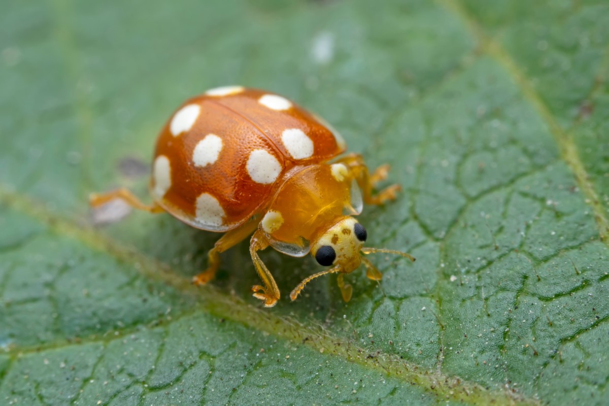 attract-ladybugs-orange-white.jpg