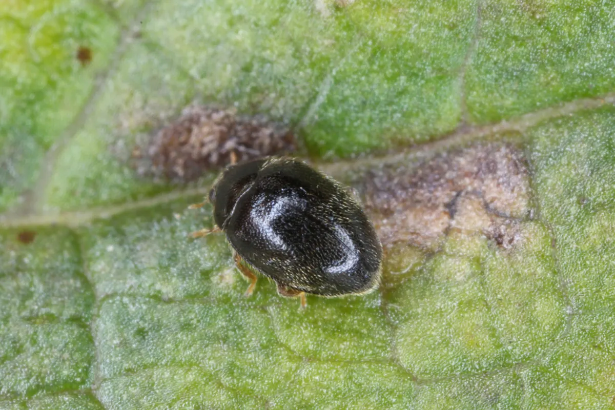 attract-ladybugs-stethorus-punctillum.jpg.webp
