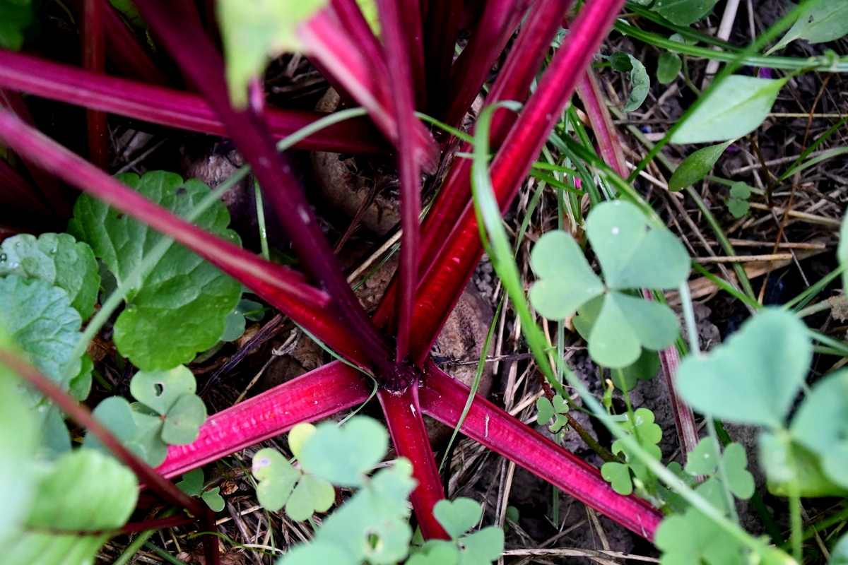 Overhead view of a beetroot and it's leaves growing up out of the ground. 