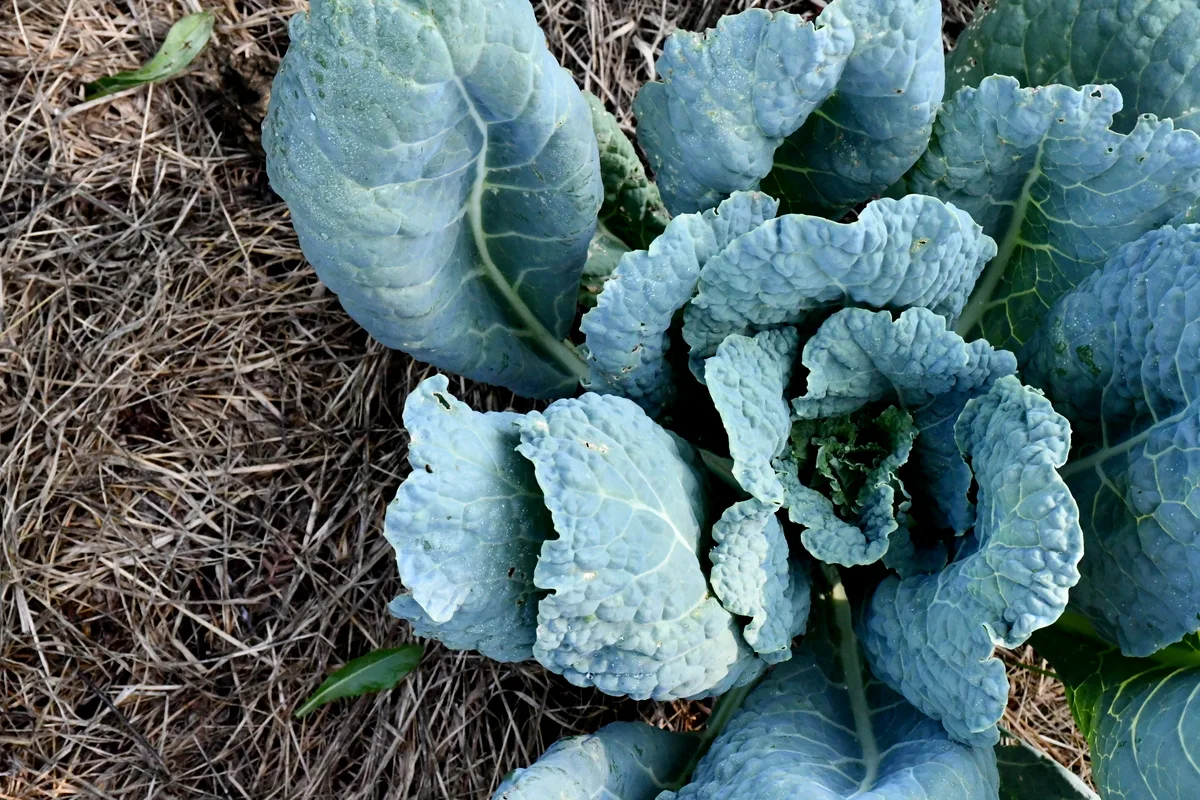A small cabbage growing from the mulch in a no-dig garden.