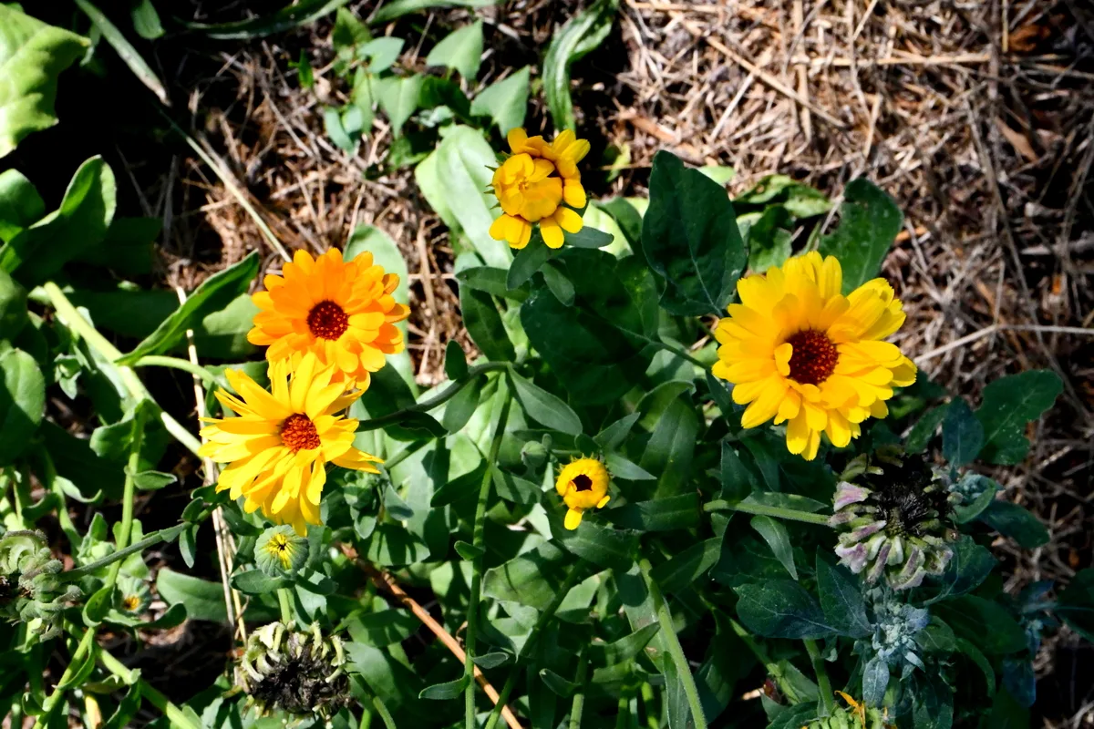 Yellow calendula heads in blooms, some have gone to seed. 