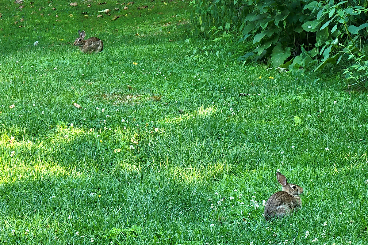 Two bunnies in the grass.