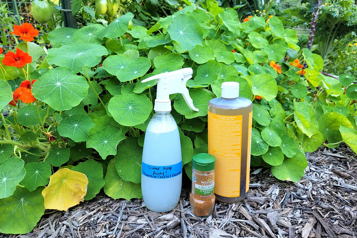 Critter control spray ingredients next to a blooming nasturtium. 