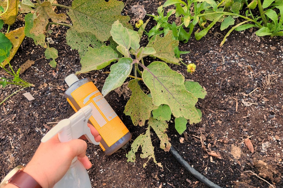 6 Brilliant Uses for Castile Soap in the Garden