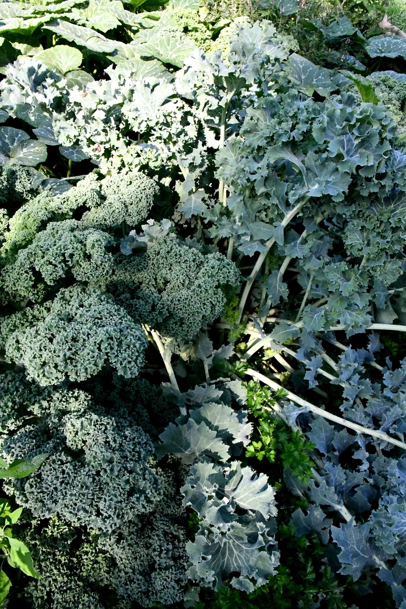 Several varieties of kale with parsley growing in their midst.