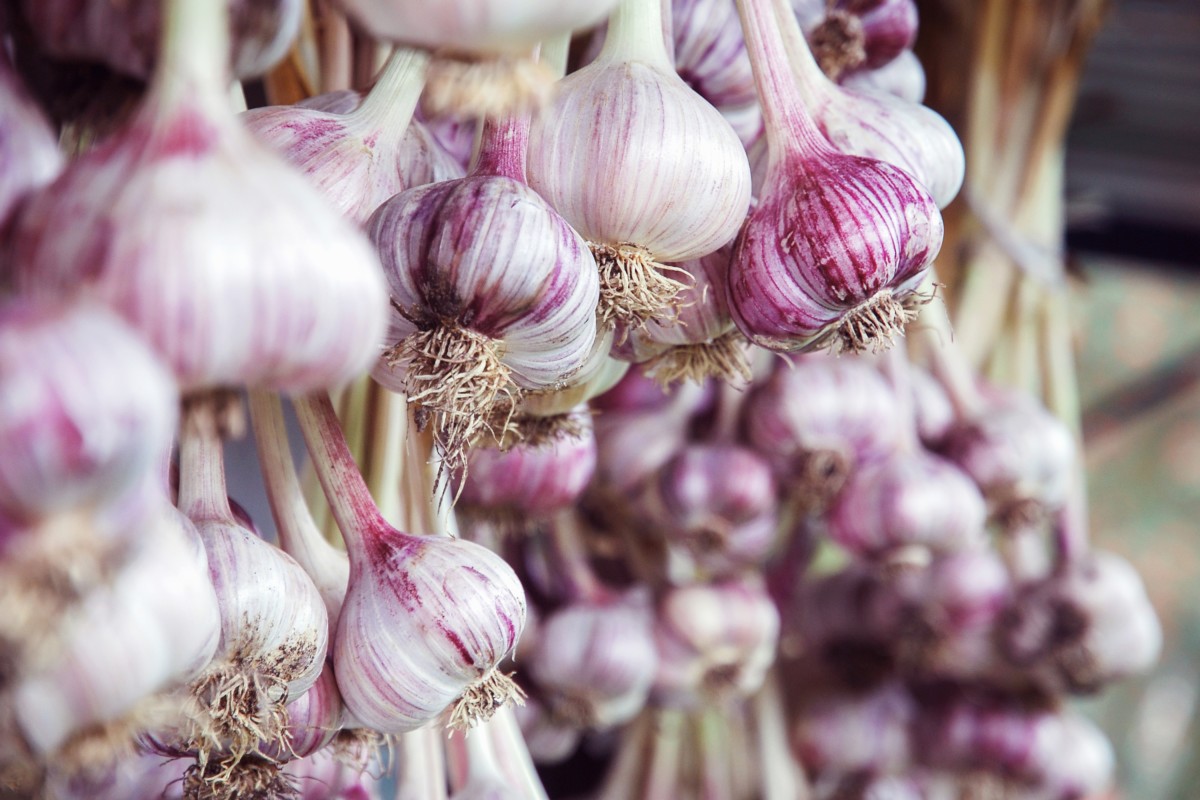 Garlic hanging from rafters