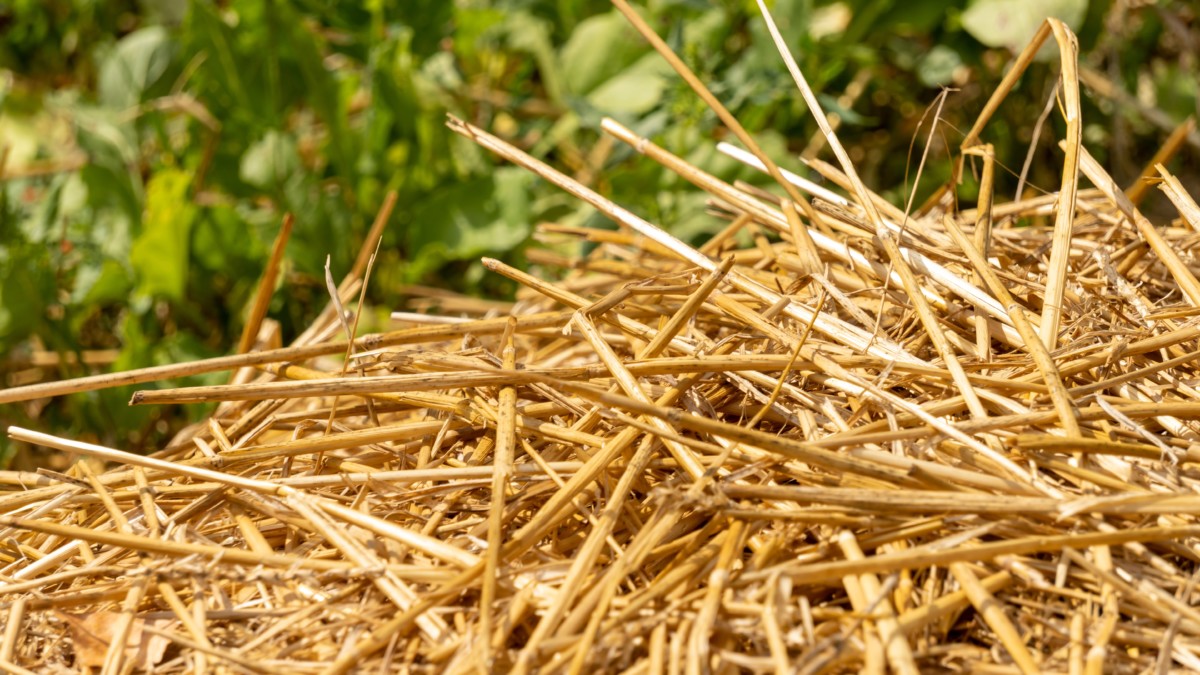 Close up of straw for mulch