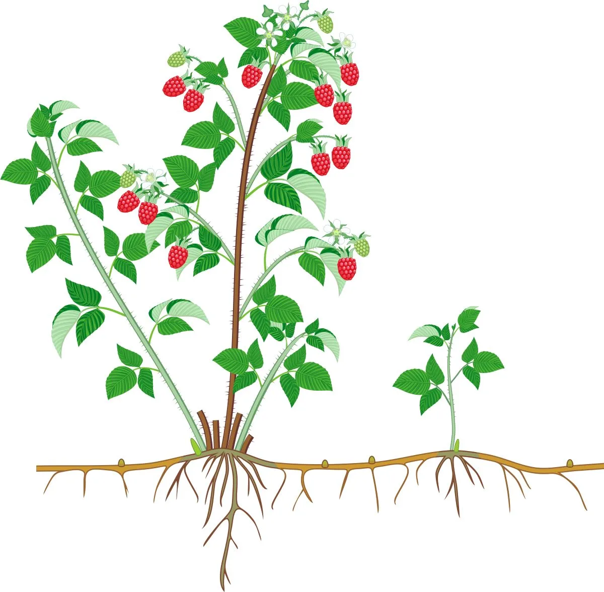 Graphic of a raspberry sucker growing off of the parent plant.