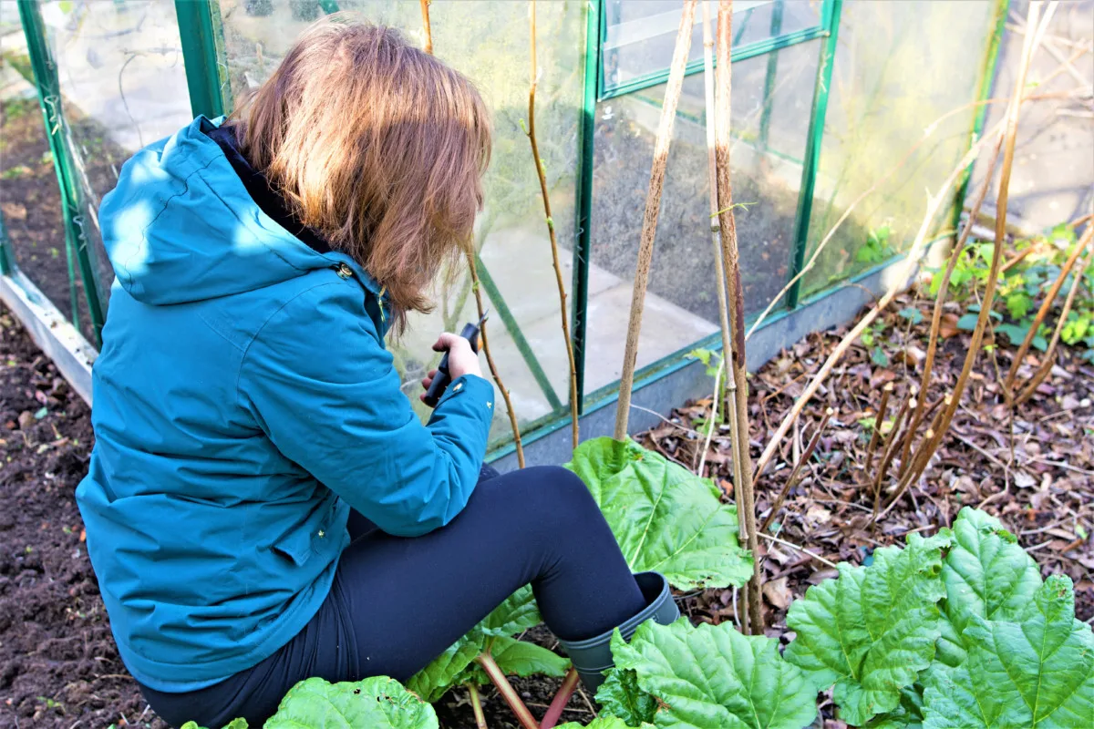 A woman pruning raspberry canes near a greenhouse.