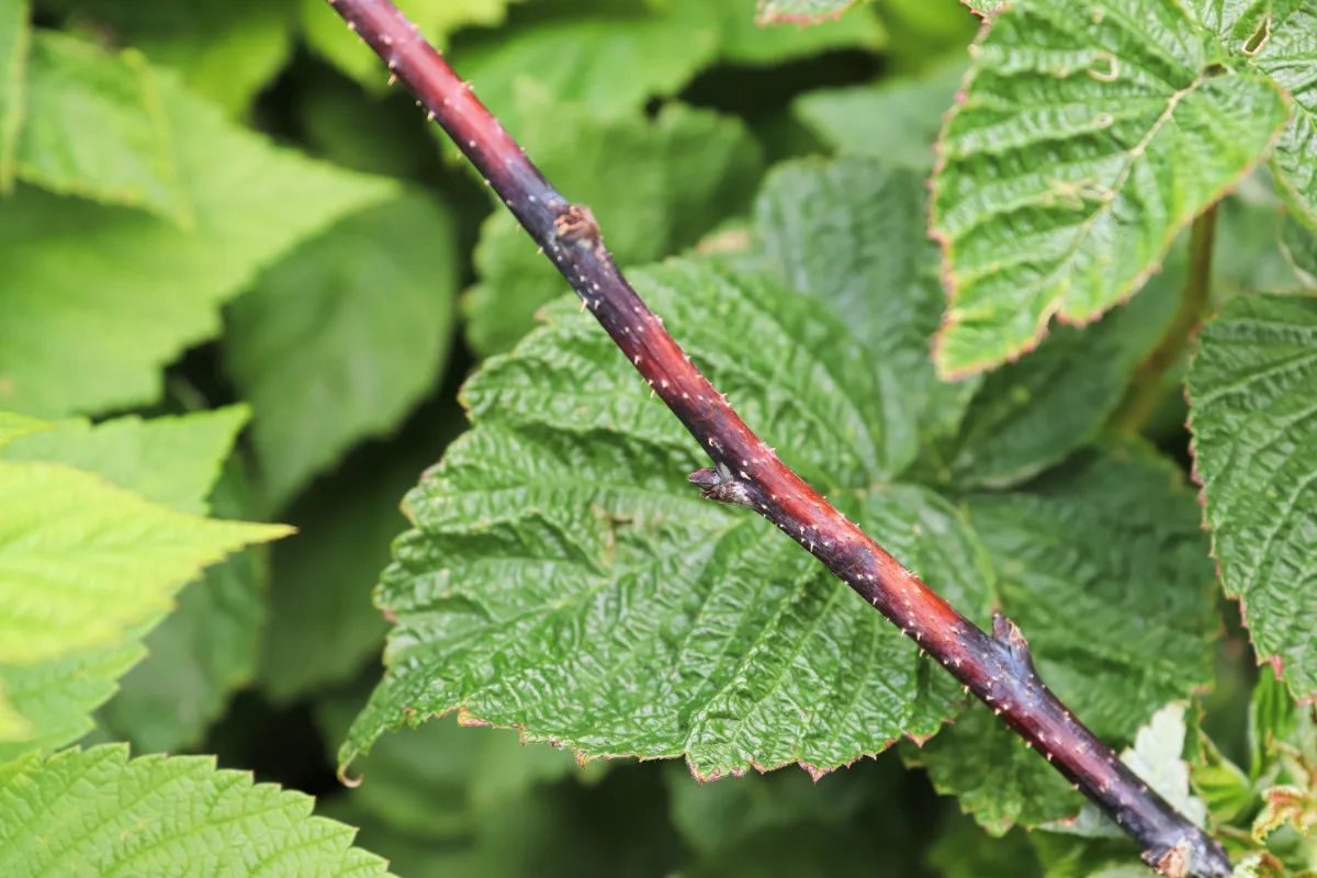 Raspberry cane with cold damage. 