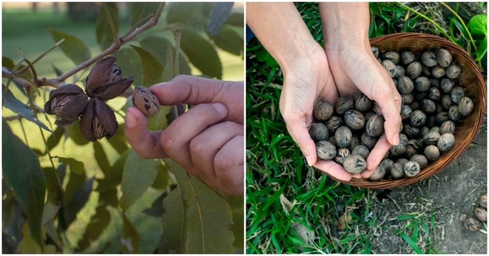 25 Nut Trees To Grow In Your Garden