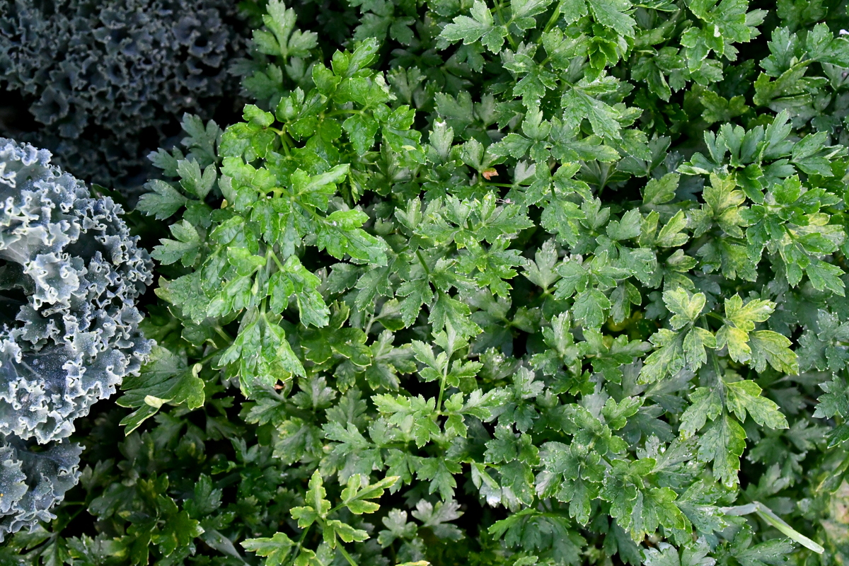 Flat leaf parsley.