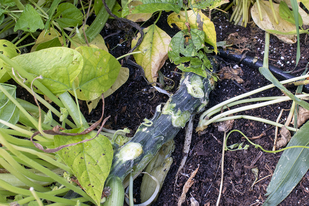 main stem of a summer squash with scabs from where leaf stalks were removed.