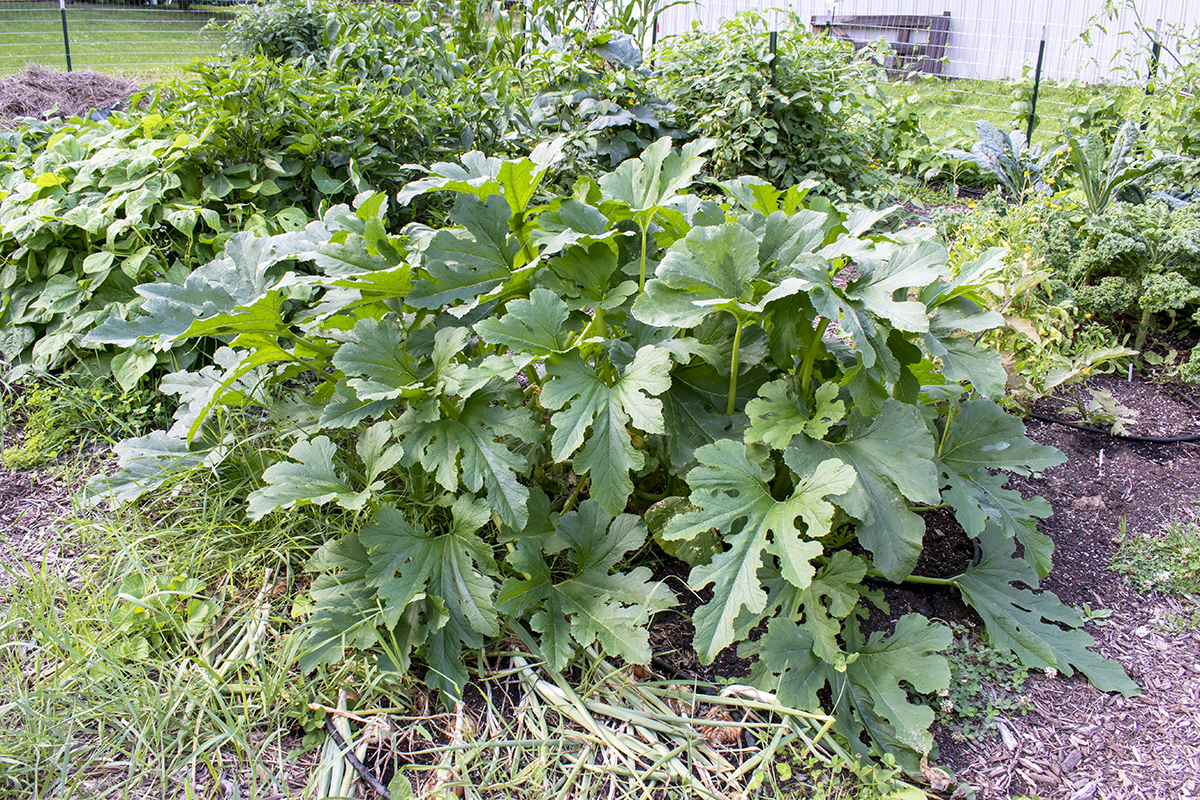 Large zucchini plant growing in a no-til garden.
