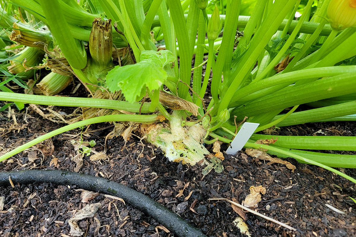 Close up of base of zucchini stem