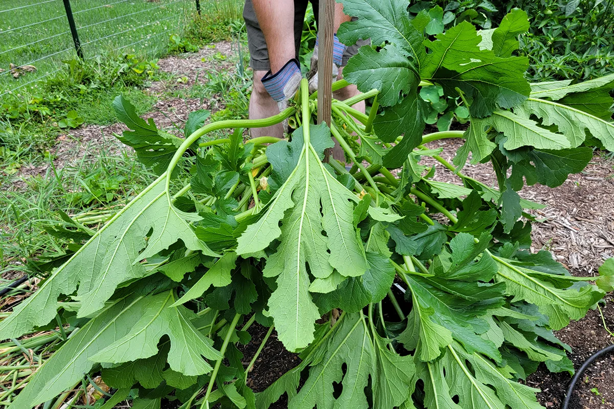 Man lifting a large zucchini plant up against a wood stake so it can be tied to the stake