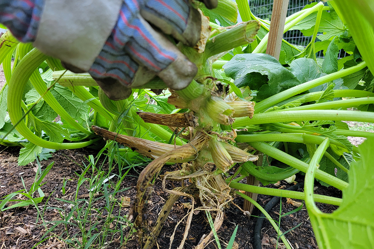 Zucchini plant with cut leaf stalks rotting on the stem. 