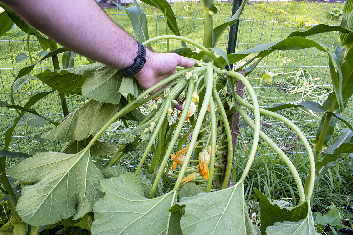 Man's hand supporting a newly staked summer squash. 