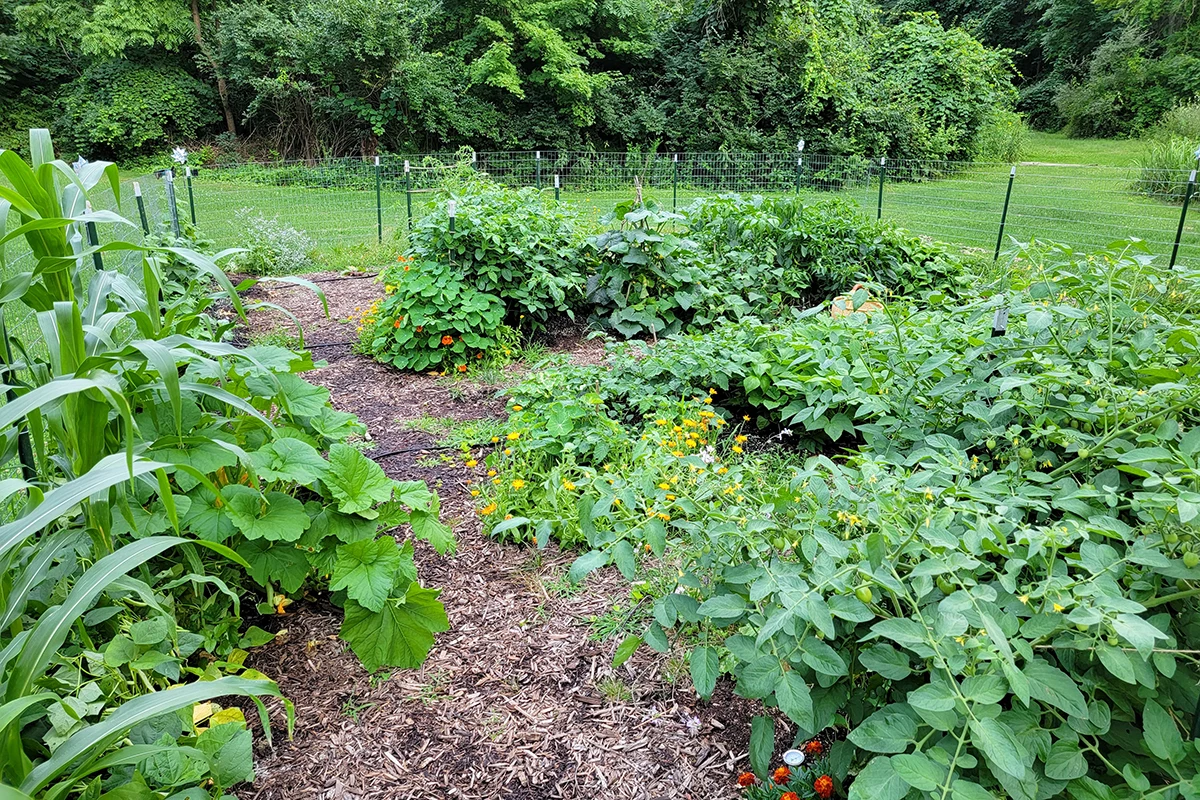 Garden with Patty Pan squash starting to grow into path. 