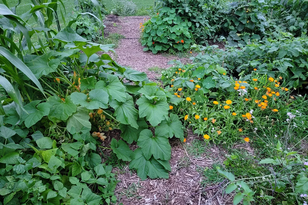 Patty pan squash now completely covering garden path and growing into the opposite row. 