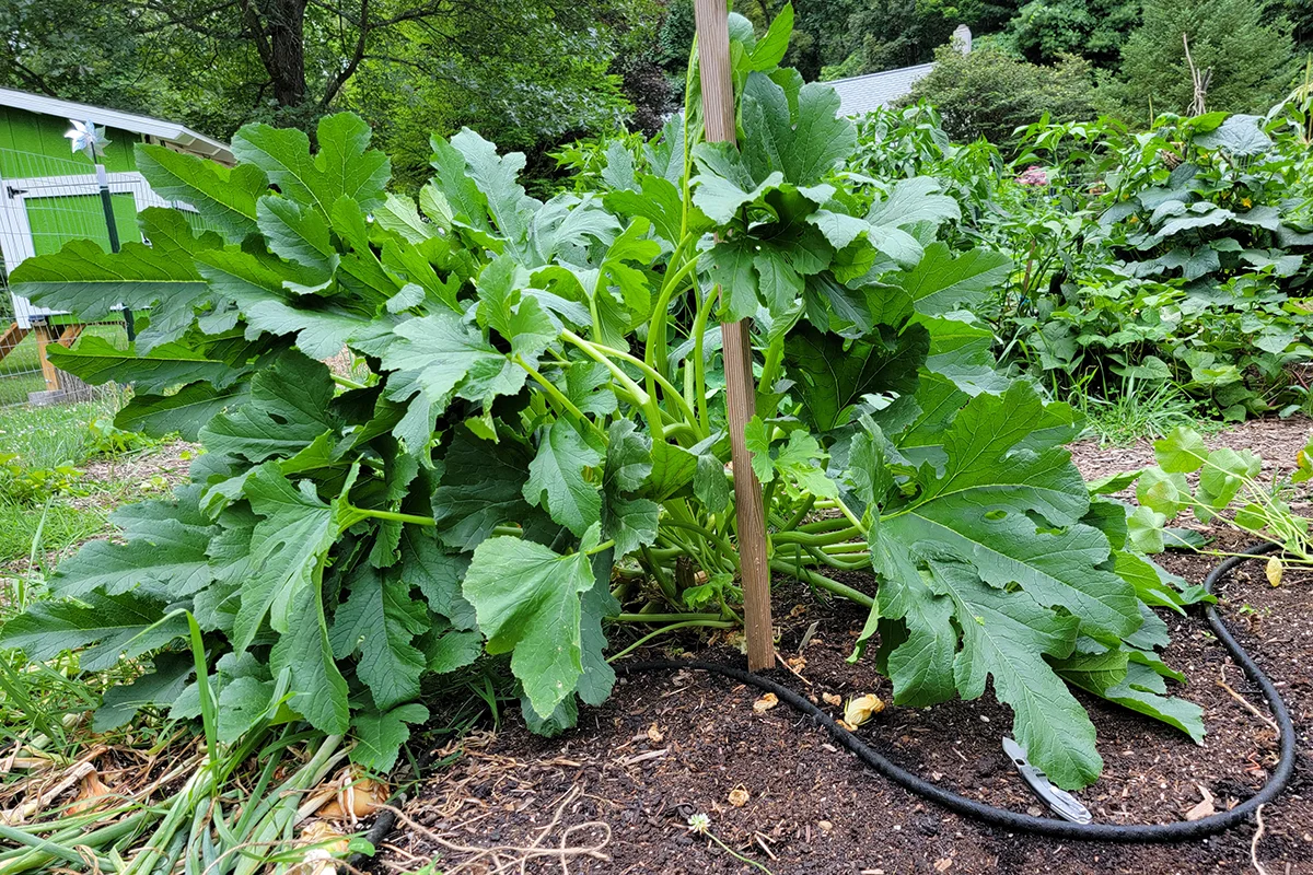 Stake pounded into ground near a large zucchini plant. 