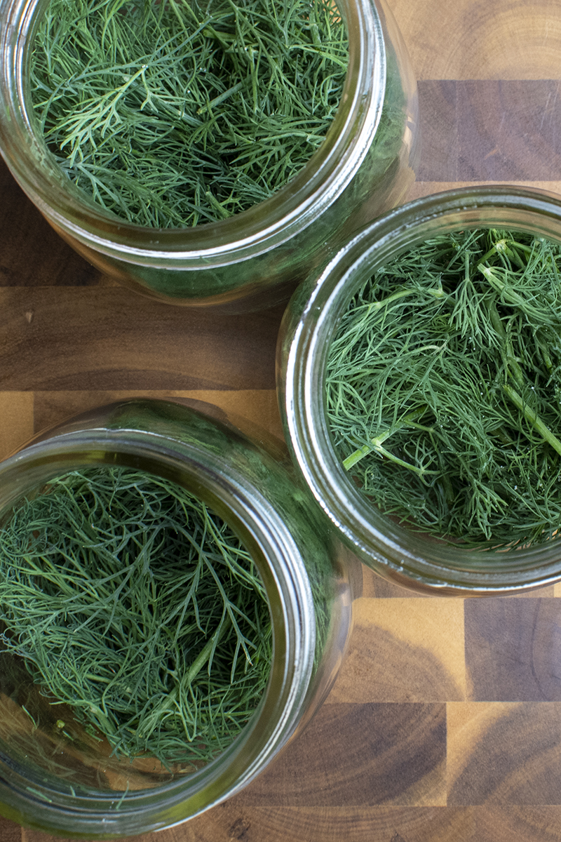 Close up overhead view of fresh dill in mason jars.