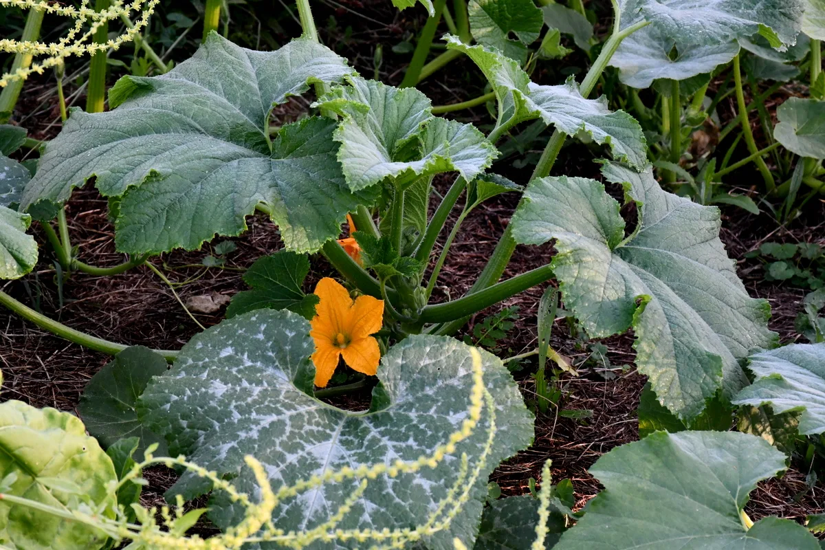A large yellow zucchini growing in from a healthy zucchini plant.