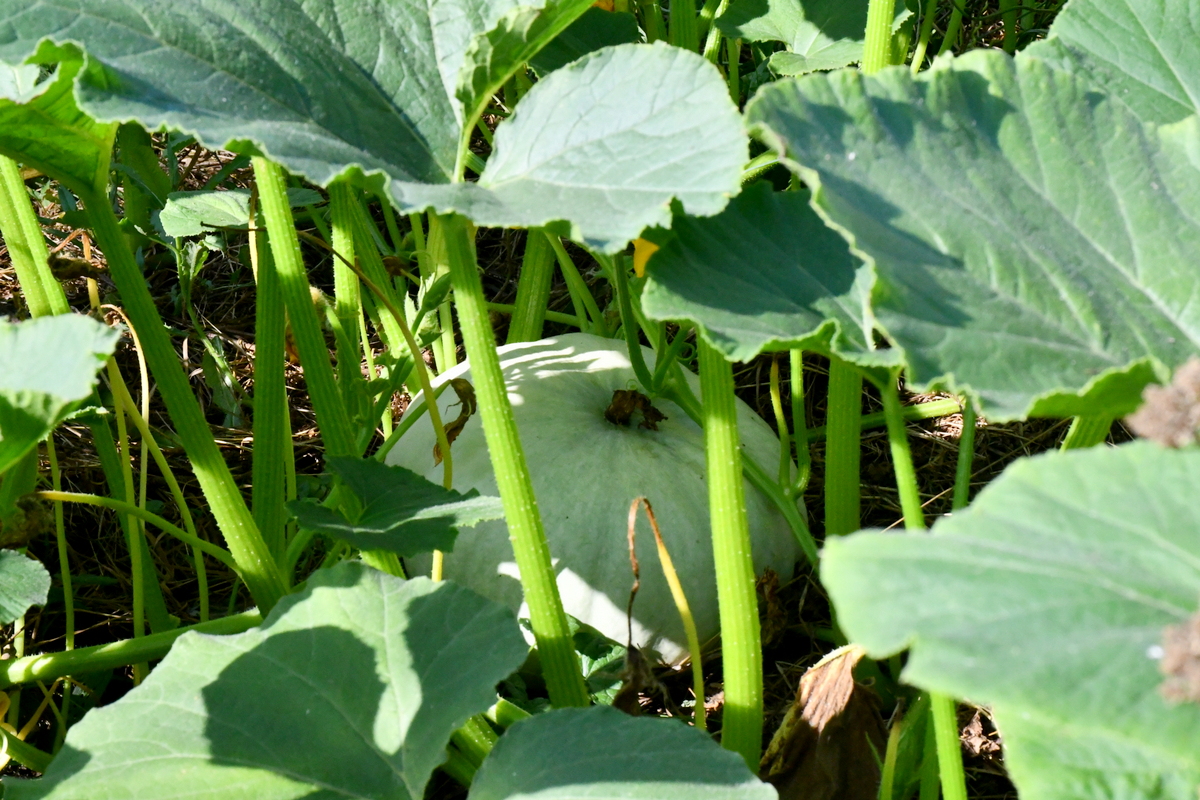 A young pumpkin, nestled beneath squash leaves. 
