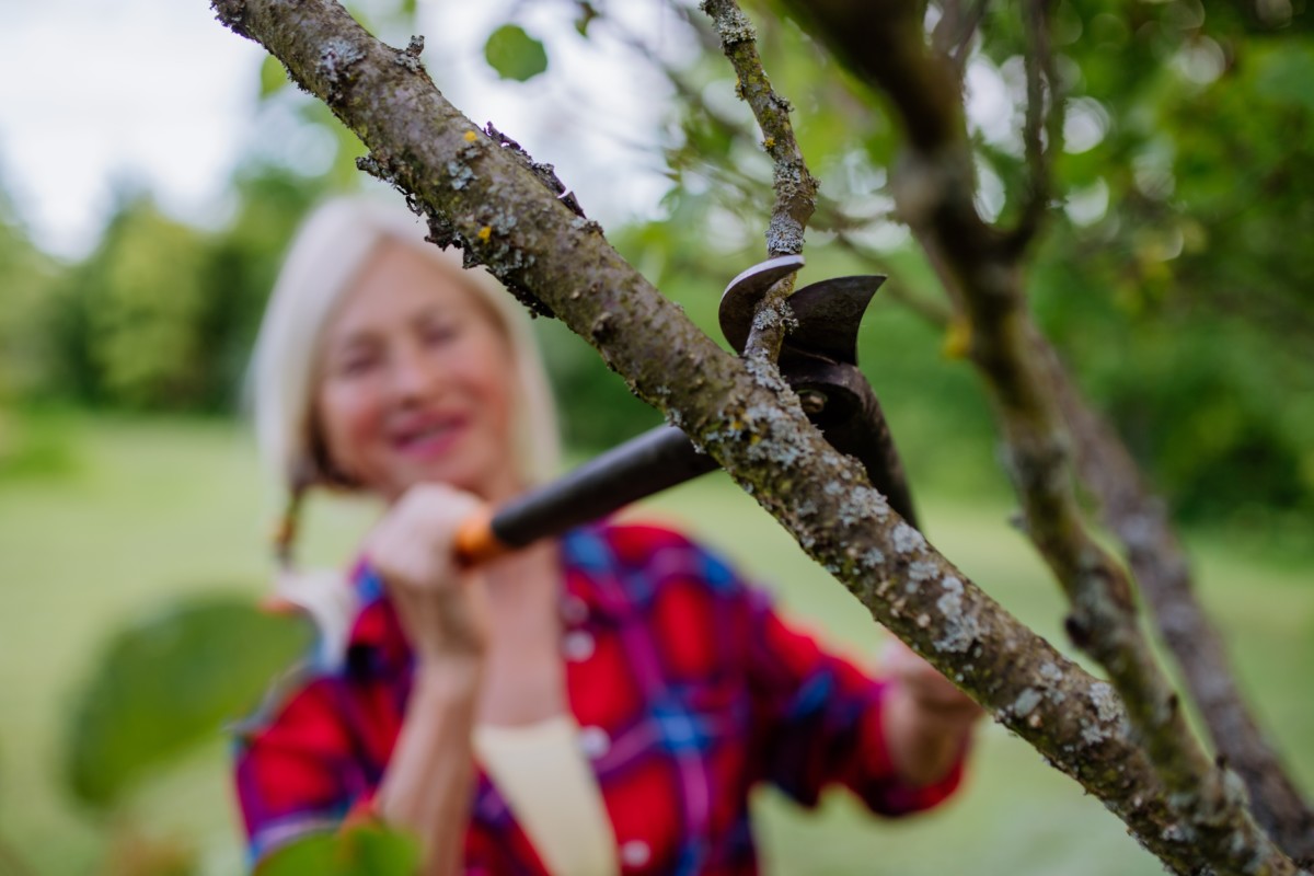 woman in soft-focus using loppers to prune an apple tree. 