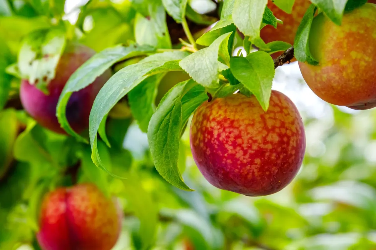 Close up of peaches growing on a tree