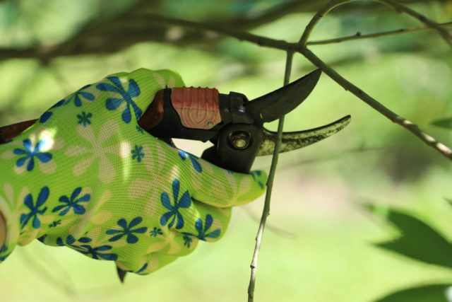 How to Prune Fruit Trees in Summer & Why You Should