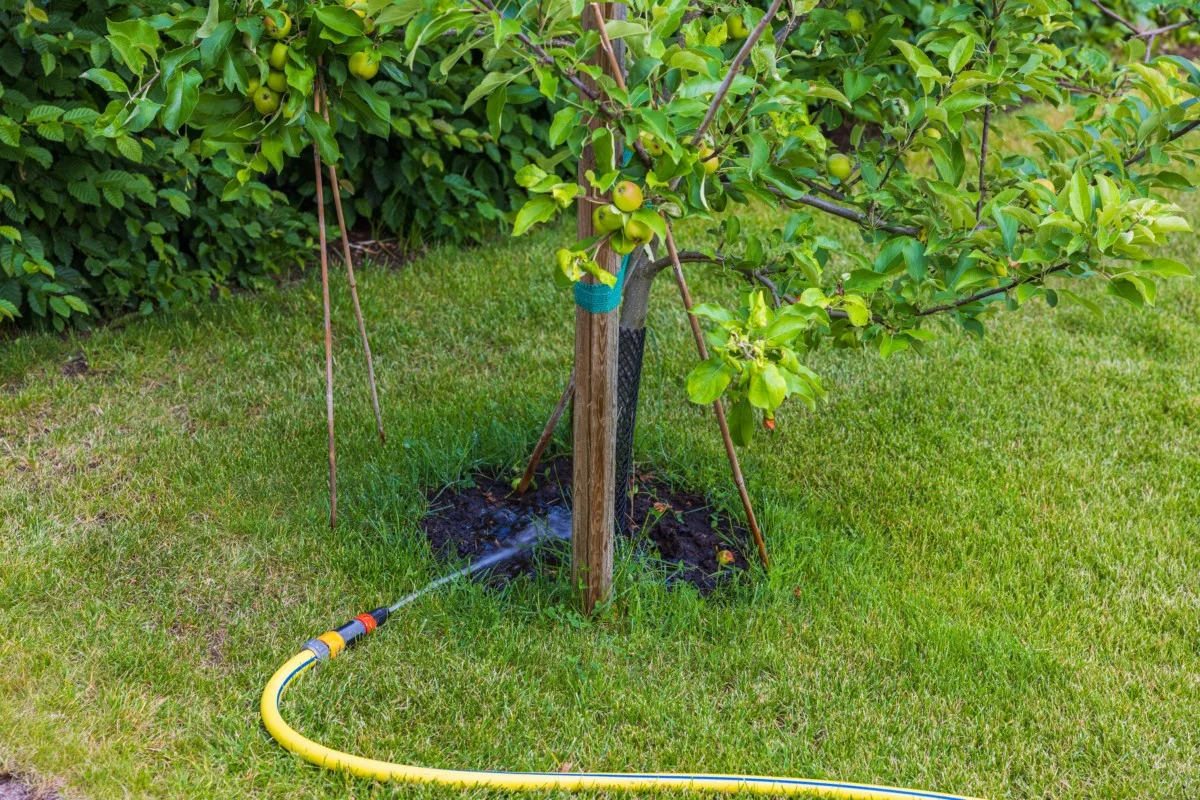 Young apple tree watered with a hose