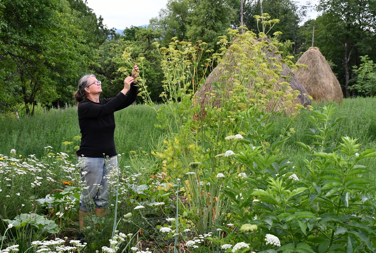 Author pictured picking dill heads in no-dig garden. 