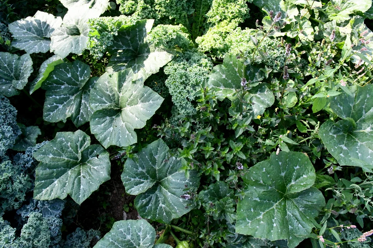 Overhead shot of kale, summer squash and mint comingling together in a no-dig garden. 