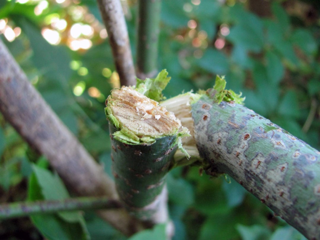 How to Easily Clean & Sharpen Your Pruning Shears