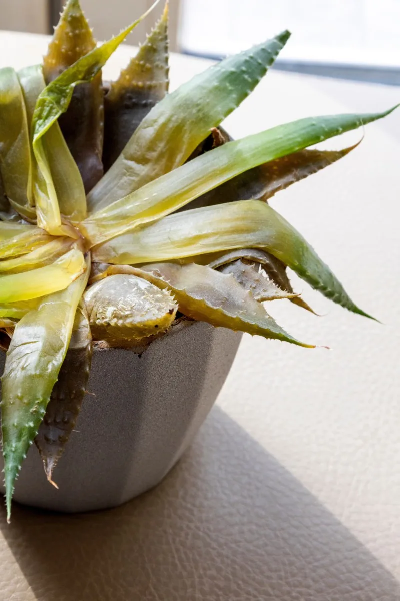 Aloe plant with base rot, yellow and mushy. 