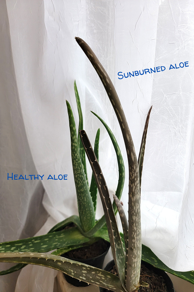Examples of a healthy aloe and a sunburned aloe. The sunburned one having an overall redish-brown tinge.