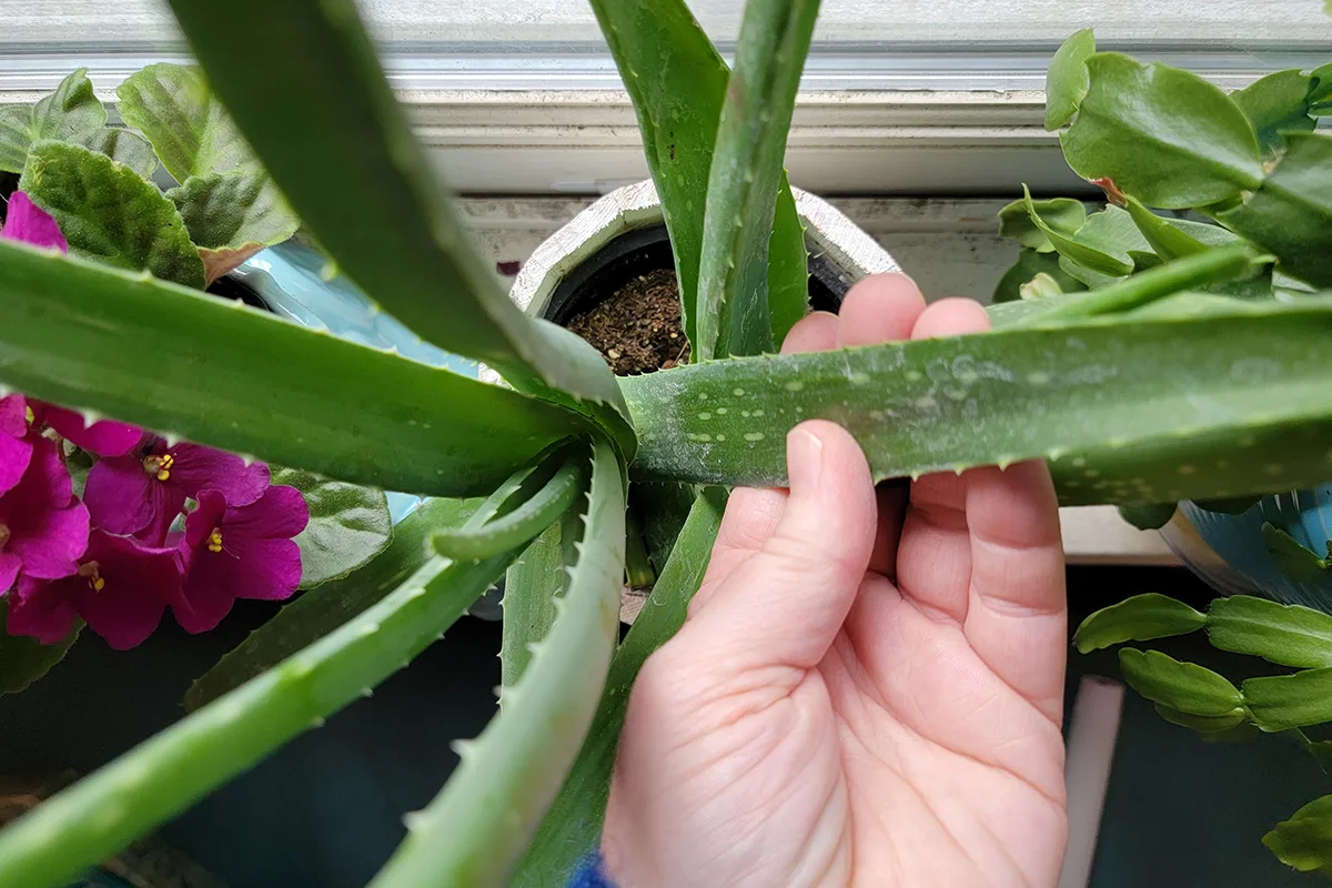 Female hand holding a plump aloe leaf attached to the plant. 