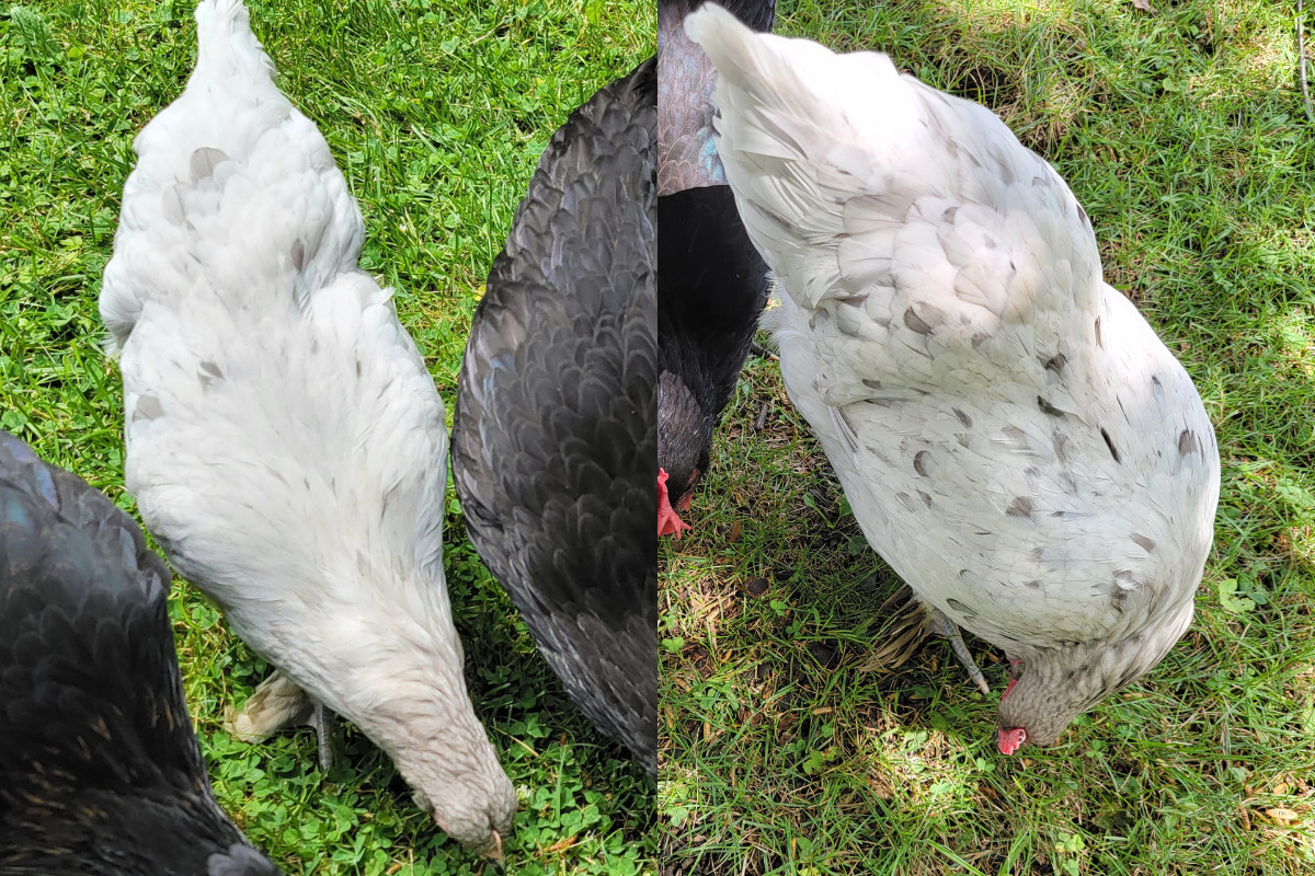 Two side-by-side photos of the same bird to note their physical development.