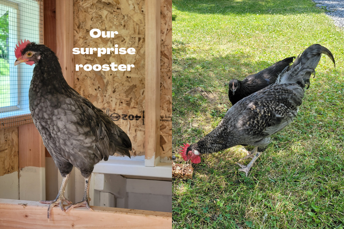 Two photos of the same rooster, one young and one fully-mature.