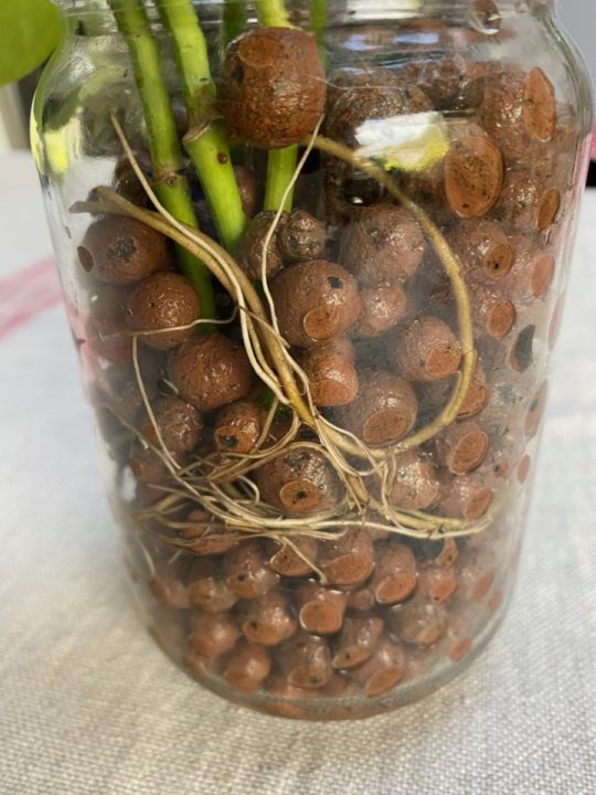 How To Grow Houseplants In LECA (& Why You Might Not Want To)