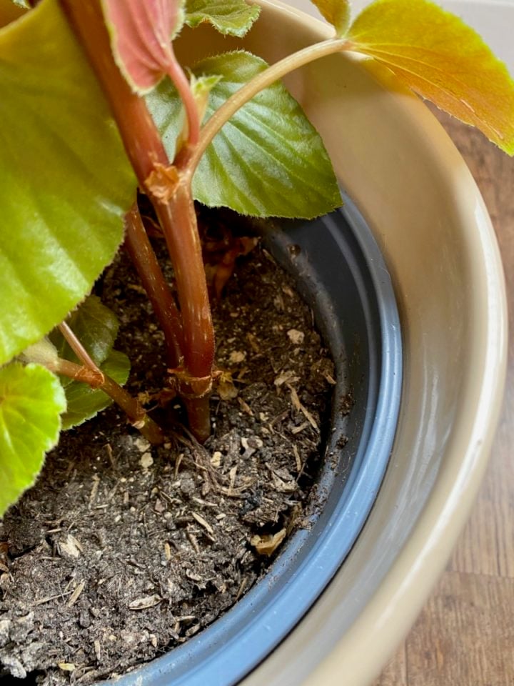 Why You Should Aerate Your Houseplant Soil (& How to Do It Properly)