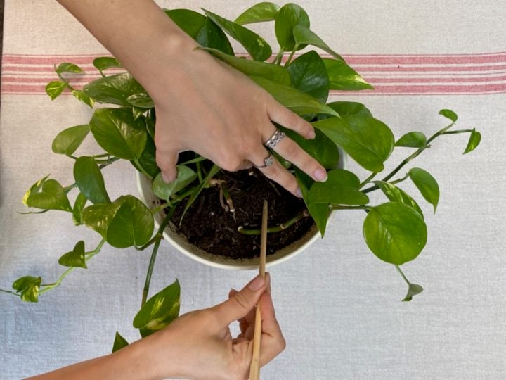 Why You Should Aerate Your Houseplant Soil (& How to Do It Properly)