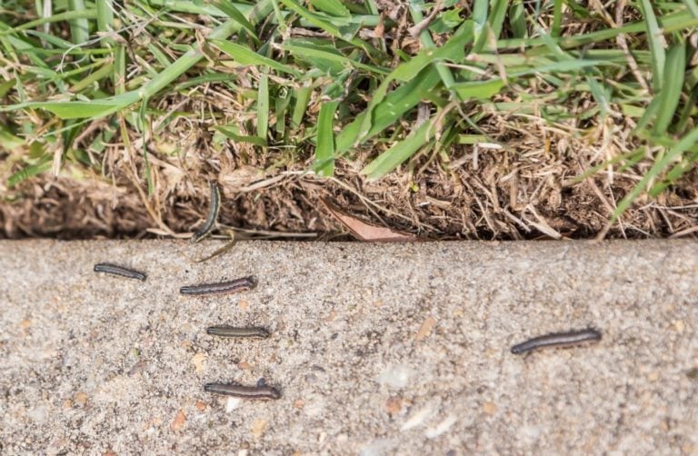how-to-deal-with-a-fall-armyworm-infestation-naturally