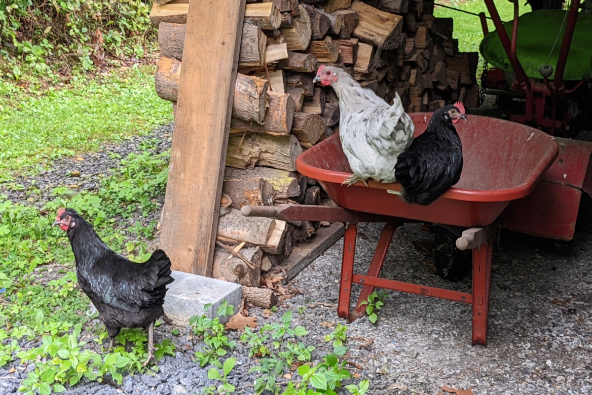 Several chickens sitting on a wheelbarrow next to a pile of wood. 