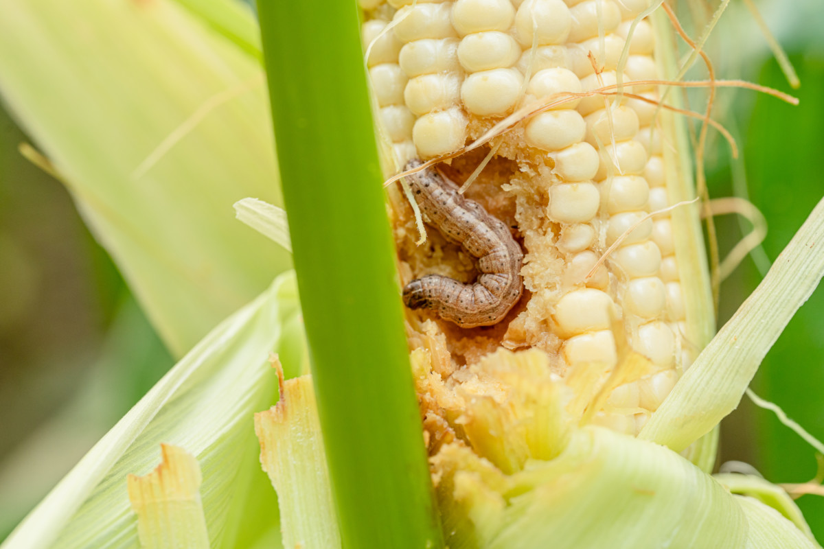 Armyworm eating an ear of corn.