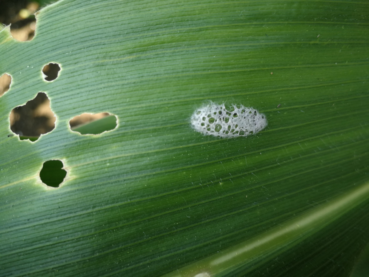 Eggs of armyworms. 