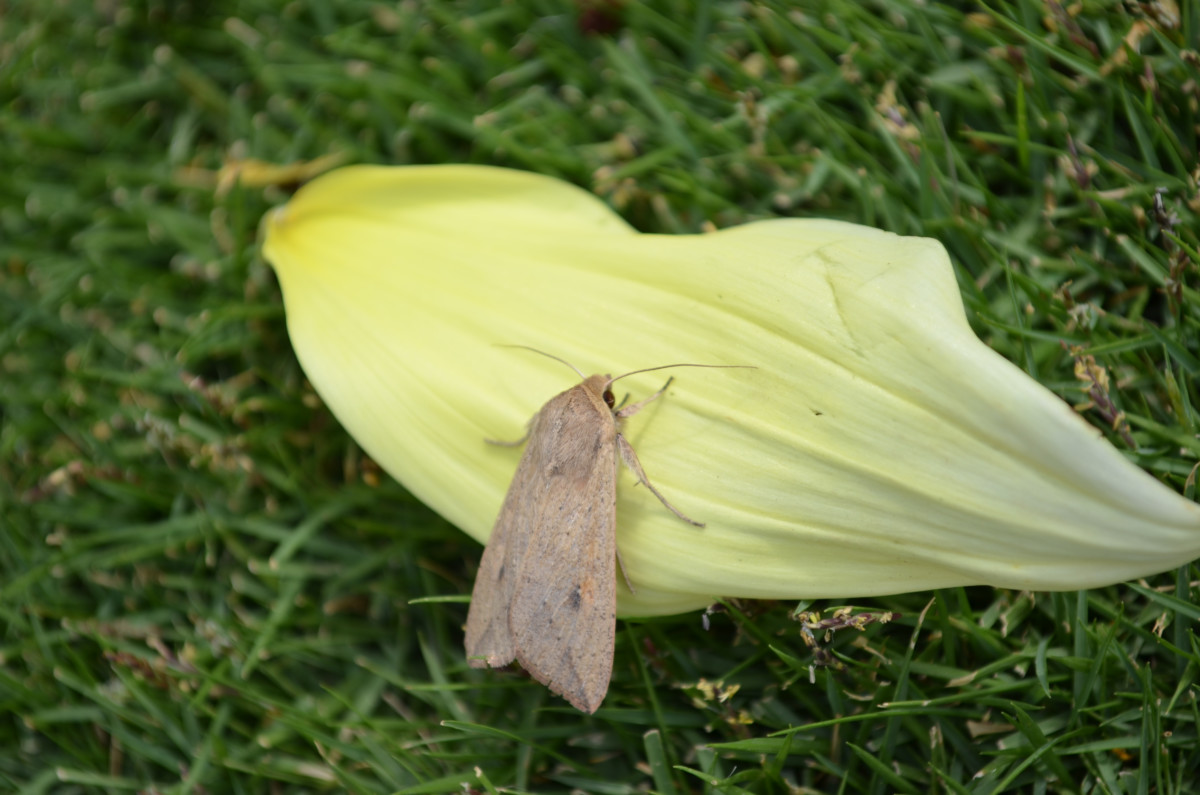 The mature moth of the armyworm larva. 